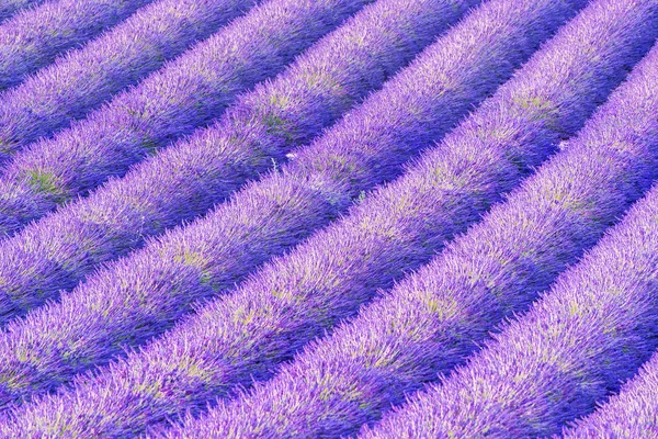 Lavendelfält — Stockfoto