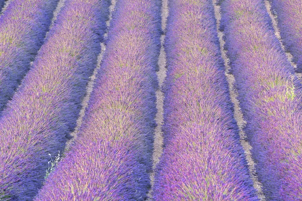 Lavender field — Stock Photo, Image