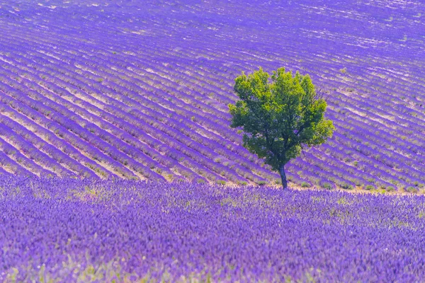 Campo de lavanda e árvore — Fotografia de Stock