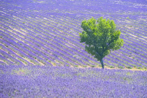 Campo de lavanda e árvore — Fotografia de Stock