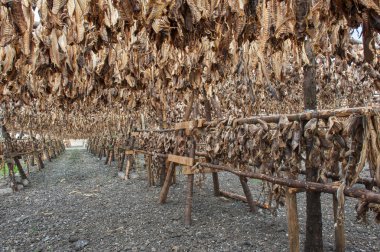 Stockfish