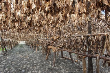 Stockfish