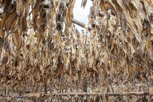 Stockfish — Stok fotoğraf