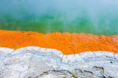 Nestor Notabilis Kea papağan Yeni Zelanda