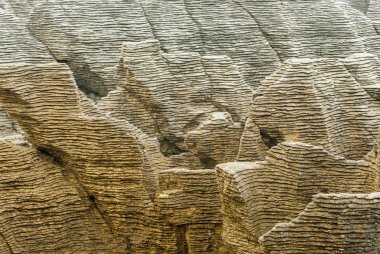 Nestor Notabilis Kea papağan Yeni Zelanda
