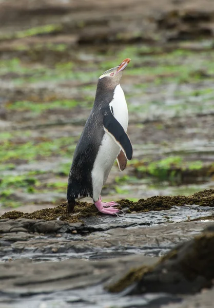 Pinguino dagli occhi gialli — Foto Stock