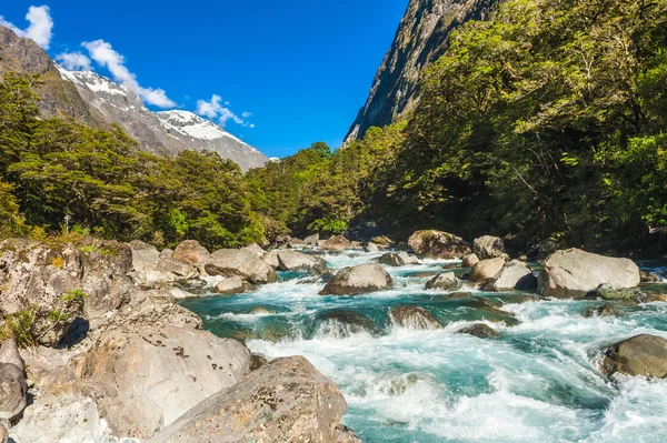 Nestor notabilis kea papagei in neuseeland — Stockfoto