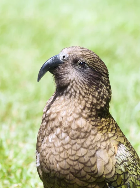 Нестор Нотабилис Кеа попугай в Новой Зеландии — стоковое фото