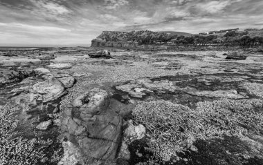 Nestor Notabilis Kea papağan Yeni Zelanda