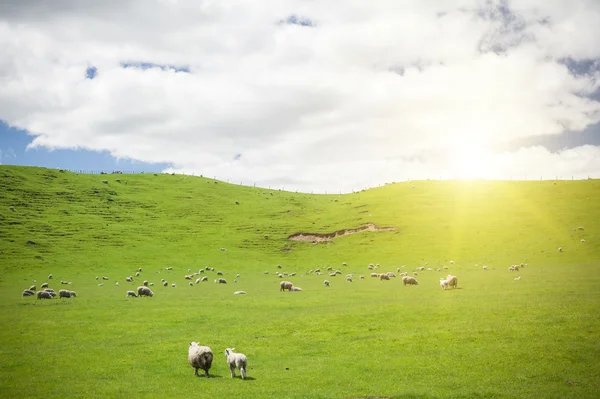 Moutons en Nouvelle-Zélande — Photo