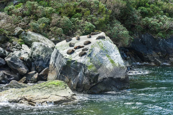 Sellos en Nueva Zelanda — Foto de Stock