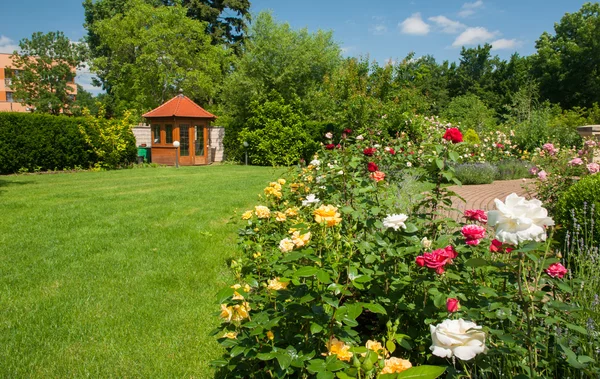 Trädgård med rosor och lavendel — Stockfoto