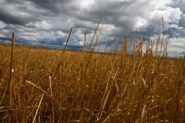 Сжатое поле