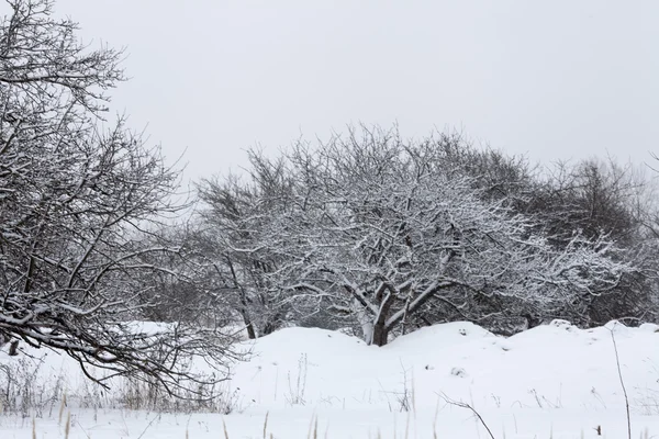 Winter trees — Stock Photo, Image