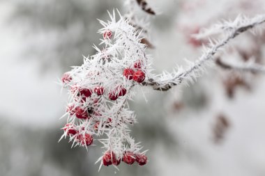 dağ kül ve hoarfrost