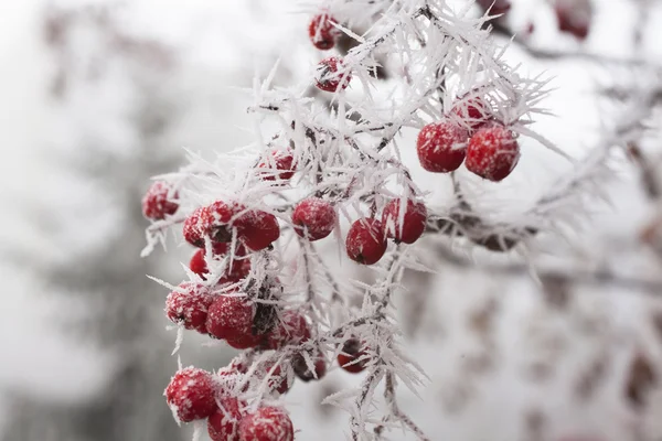 Гірський попіл і калюжаweather condition — стокове фото