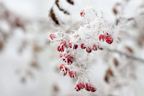 Rönn och rimfrost Stockfoto