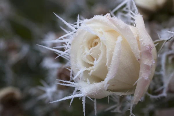 Rose and hoarfrost Stock Picture