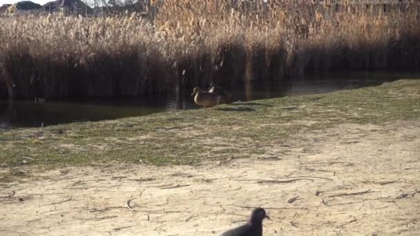 Sepasang Bebek Mallard Lat Anas Platyrhynchos Menyusuri Danau Samping Merpati — Stok Video