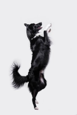 Beyaz arka planda iki pençesi üzerinde duran köpek. Oyuncu, uzun boylu çoban köpeği çoban köpeği iki pati üzerinde duruyor beyaz arka planda izole bir şekilde havada zıplıyor..