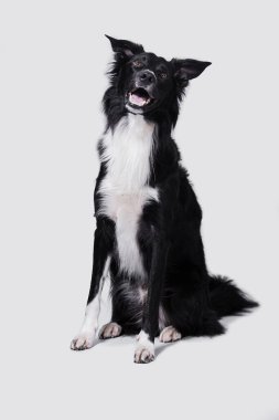  Komik Sınır Colle beyaz arka planda dili ve ağzı açık gezen evcil hayvana bakıyor..