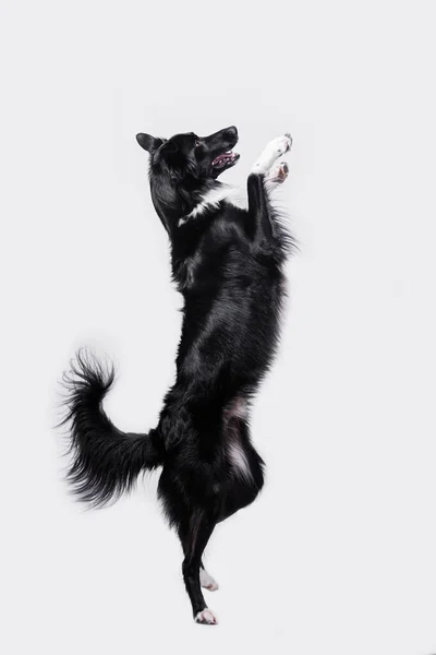 犬は白い背景に隔絶された2つの足の上に立っている 遊び心のあるフル長さのボーダーCollie羊飼い犬立って上の2つのPawsアクロバティックなジャンプで空気中に隔離された白い背景 — ストック写真