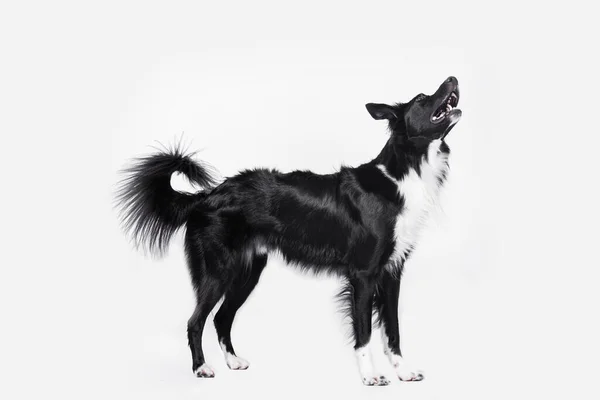 明るい純白のボーダーコリー犬の完全な長さの肖像画は コピースペースと白い背景に隔離されて検索します 面白い驚き子犬 舌を示すペットを見つめて 口を開けて — ストック写真