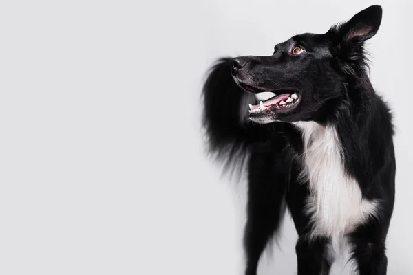 Blij Verrast Raszuivere Border Collie Hond Omhoog Kijkend Met Zijn — Stockfoto