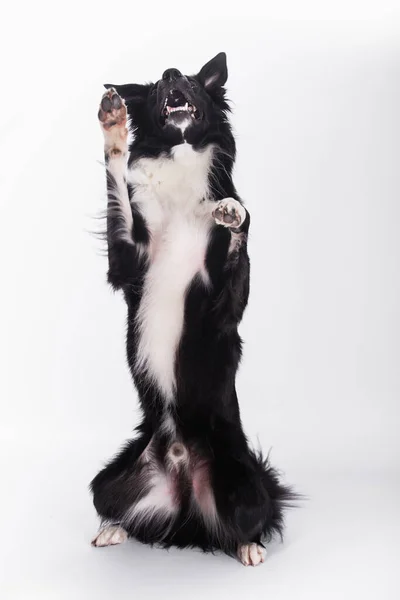 よく訓練されたかわいいボーダーコリー犬の完全な長さの肖像画は コピースペースと白い背景の上に隔離された離れて見て曲がって2つの足の上に立ってトリックを示しています 遊ぶ羊飼いの子犬 — ストック写真