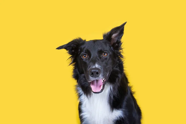 Close Portrait Adorable Purebred Border Collie Smiling Looking Camera Isolated — Stock Photo, Image