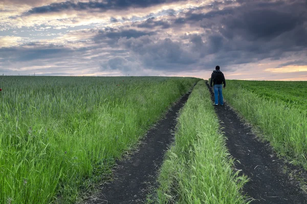 Man walks in a field of wheat — Stock Photo, Image