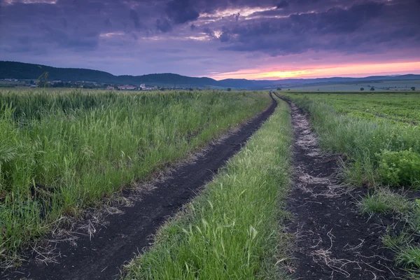 Dirt road in field of wheat at sunset — Stock Photo, Image