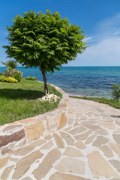 Green tree and pathway to the sea — Stock Photo, Image