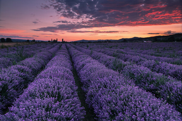 Lavender field at sunset