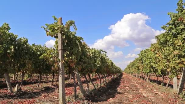 Ряди виноградників з блакитним небом — стокове відео