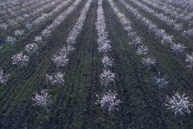 Çiçek açan meyve ağaçlarının havadan görünüşü