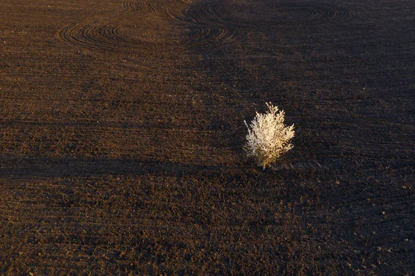 Letecký Pohled Kvetoucí Třešeň Hnědém Oraném Poli Při Západu Slunce — Stock fotografie