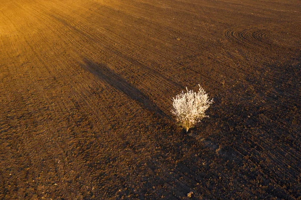 Vista Aérea Árvore Cereja Florescente Campo Arado Marrom Pôr Sol — Fotografia de Stock