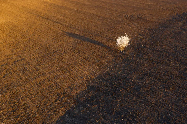 Vista Aérea Árvore Cereja Florescente Campo Arado Marrom Pôr Sol — Fotografia de Stock