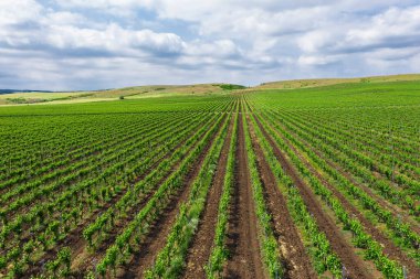 Üzüm bağları üzerinde hava manzarası