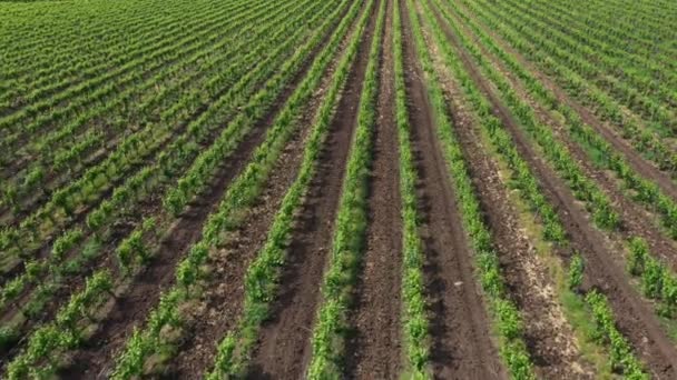 Uitzicht Vanuit Lucht Een Wijngaard — Stockvideo