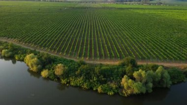 Üzüm bağlarından sıralanan hava görüntüsü