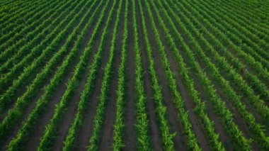 Üzüm bağlarından sıralanan hava görüntüsü