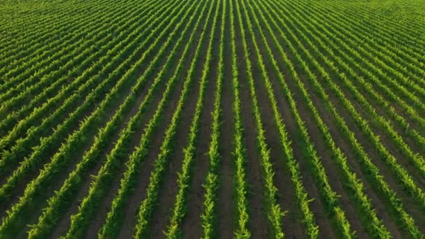 Üzüm Bağlarından Sıralanan Hava Görüntüsü — Stok video