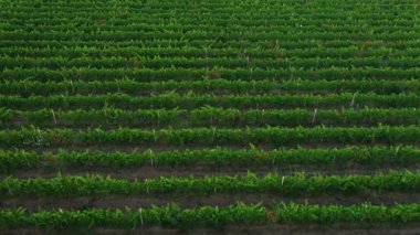 Üzüm bağlarından sıralanan hava görüntüsü