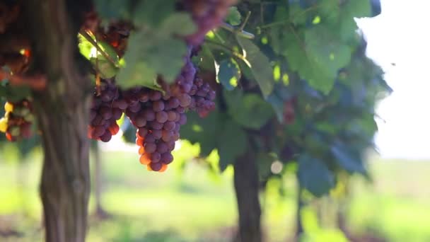 Red grapes in vineyard — Stock Video