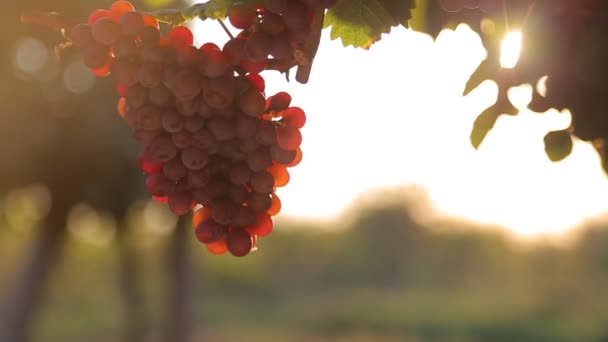 Red grape at sunset — Stock Video