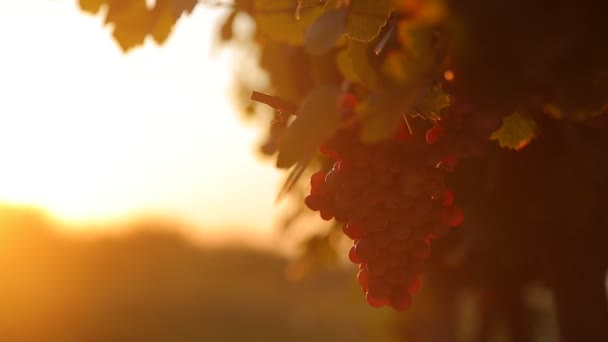 Vineyard at sunset — Stock Video