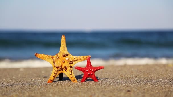 Two starfish — Stock Video