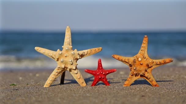 Familjen sjöstjärna på stranden — Stockvideo
